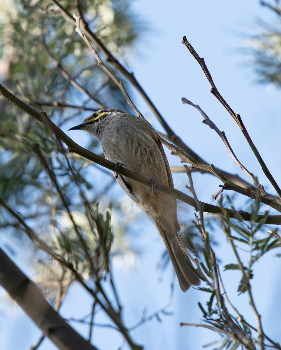 Yellow-faced Honeyeater - ML642702019