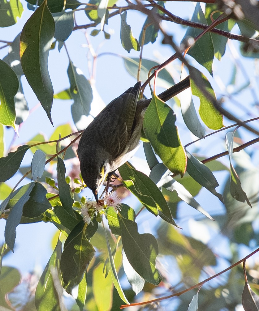 Yellow-faced Honeyeater - ML642702020