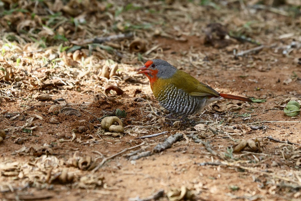 Green-winged Pytilia - ML642702025