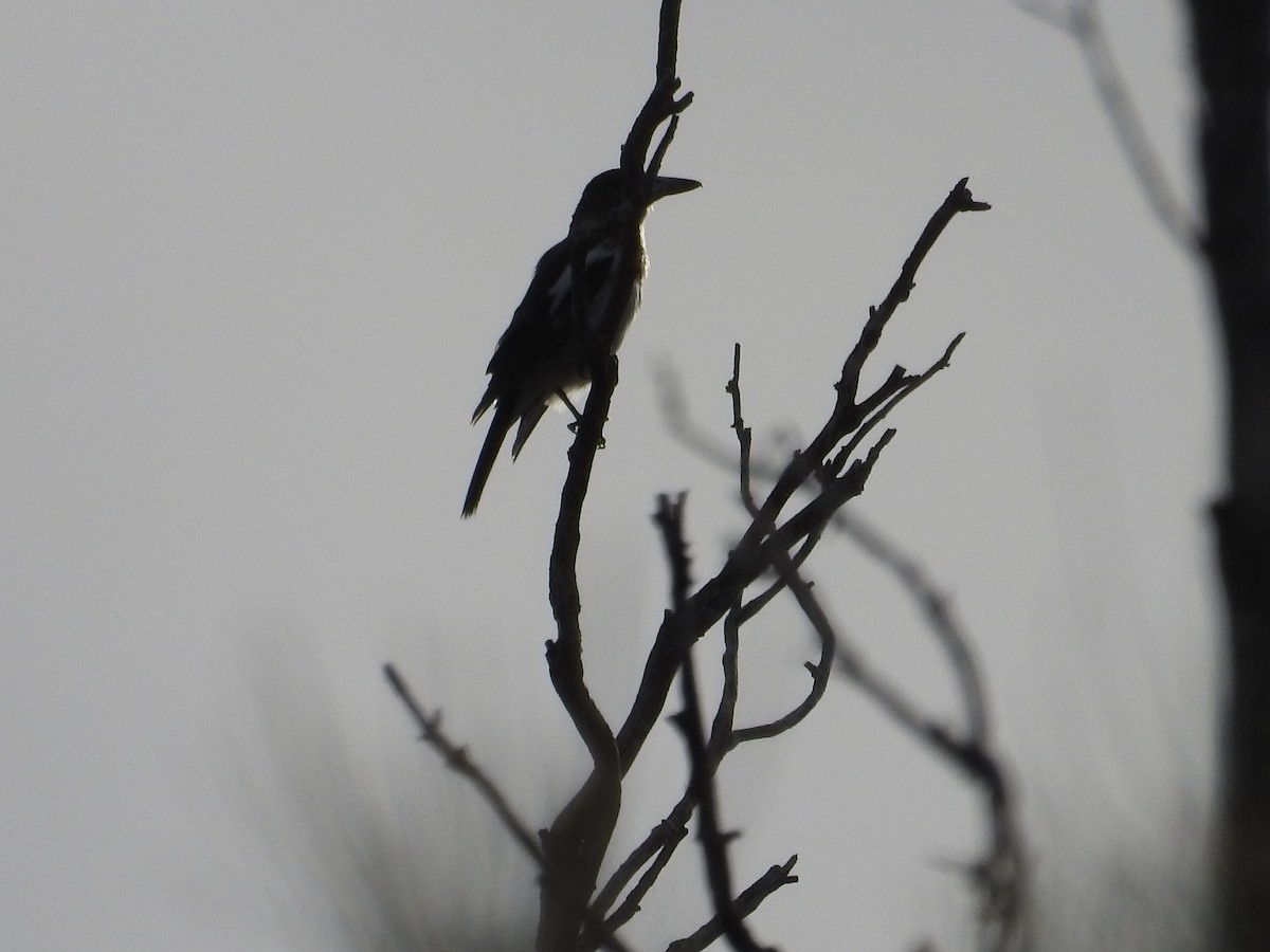 Pied Butcherbird - ML642702026