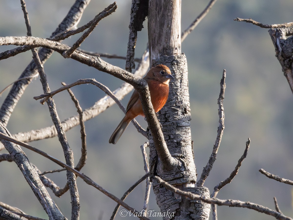 Red-crested Finch - ML642702028