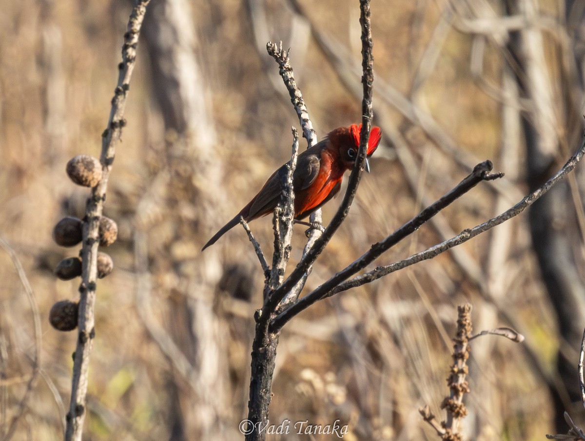 Red-crested Finch - ML642702030