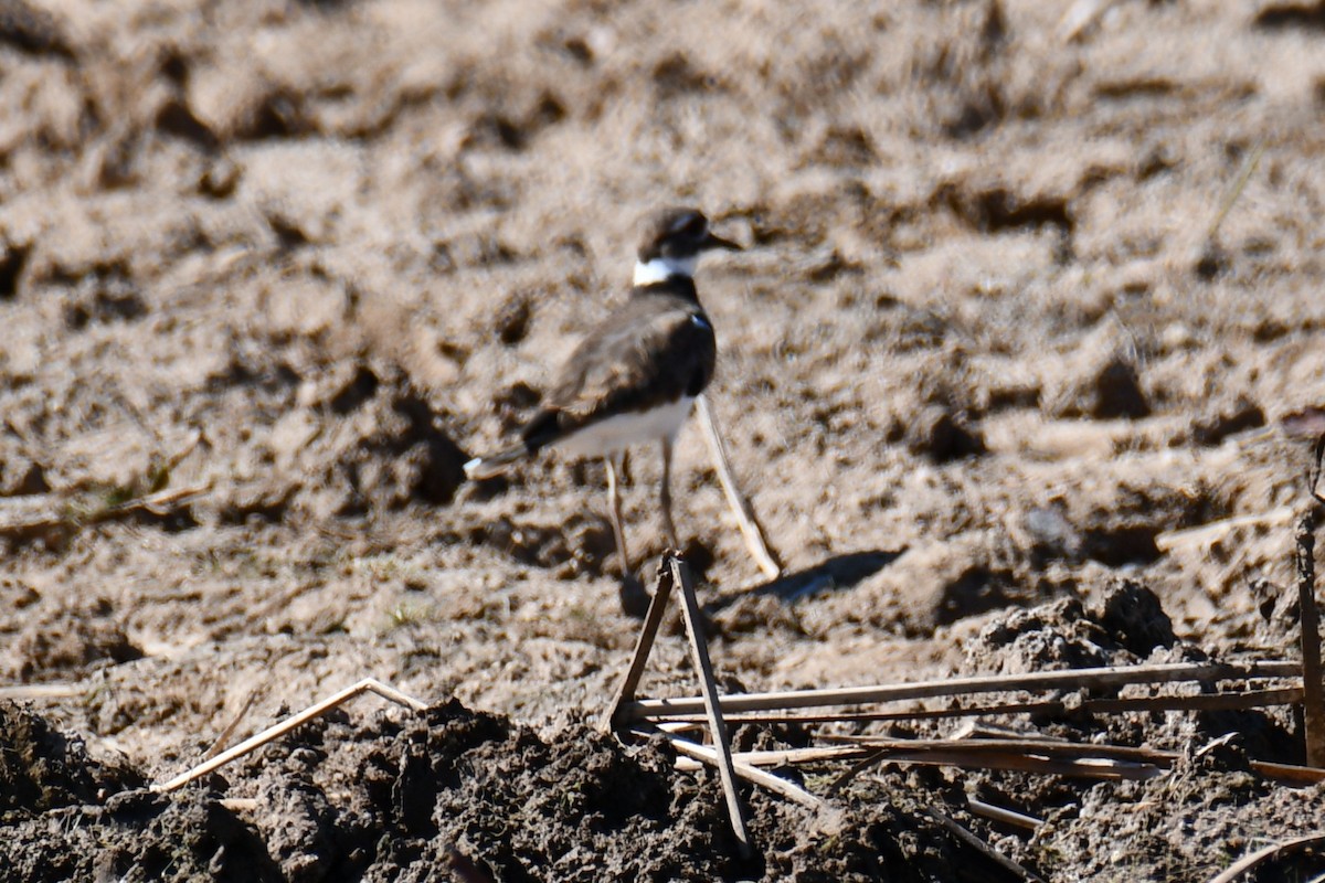 Killdeer - ML642702032