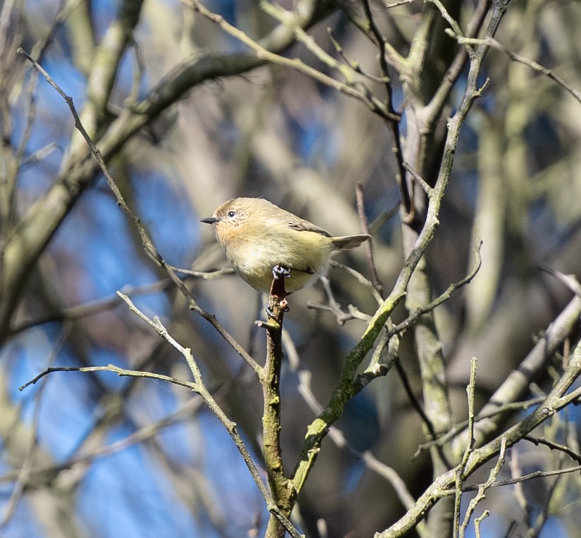 Yellow Thornbill - ML642702033