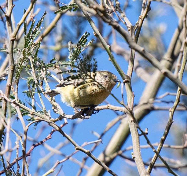 Yellow Thornbill - ML642702034