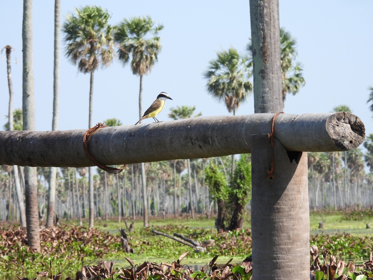 Great Kiskadee - ML642702035