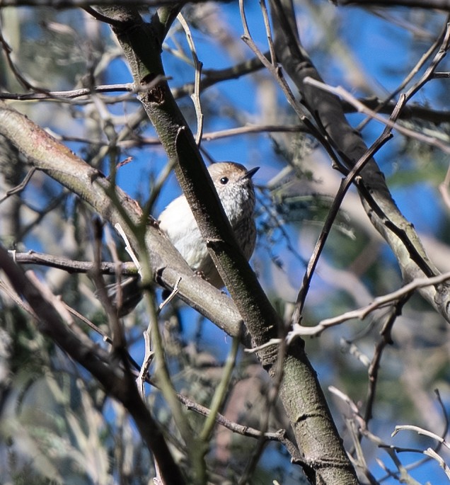 Brown Thornbill - ML642702037