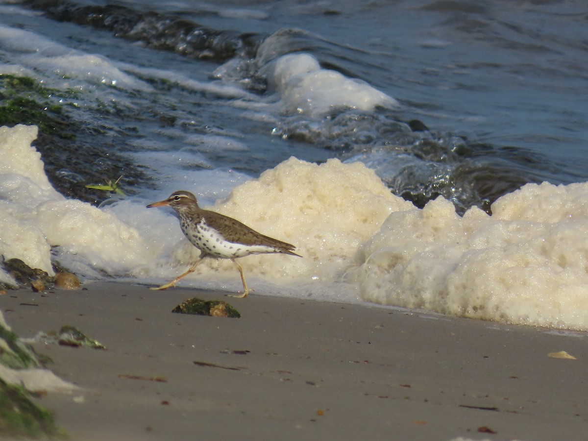 Spotted Sandpiper - ML642702038