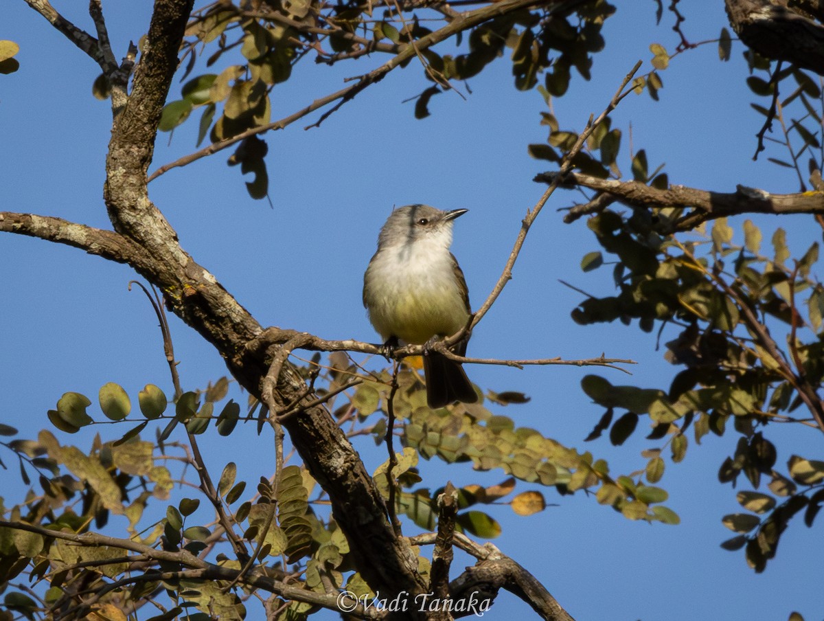 Suiriri Flycatcher - ML642702040