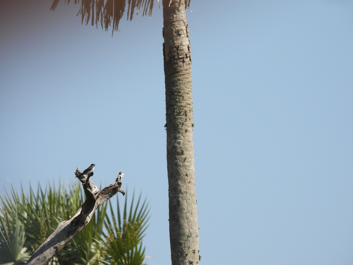 White-rumped Swallow - ML642702041