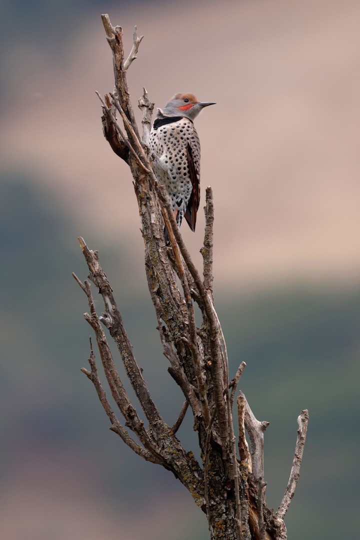 Northern Flicker (Yellow-shafted x Red-shafted) - ML642702043