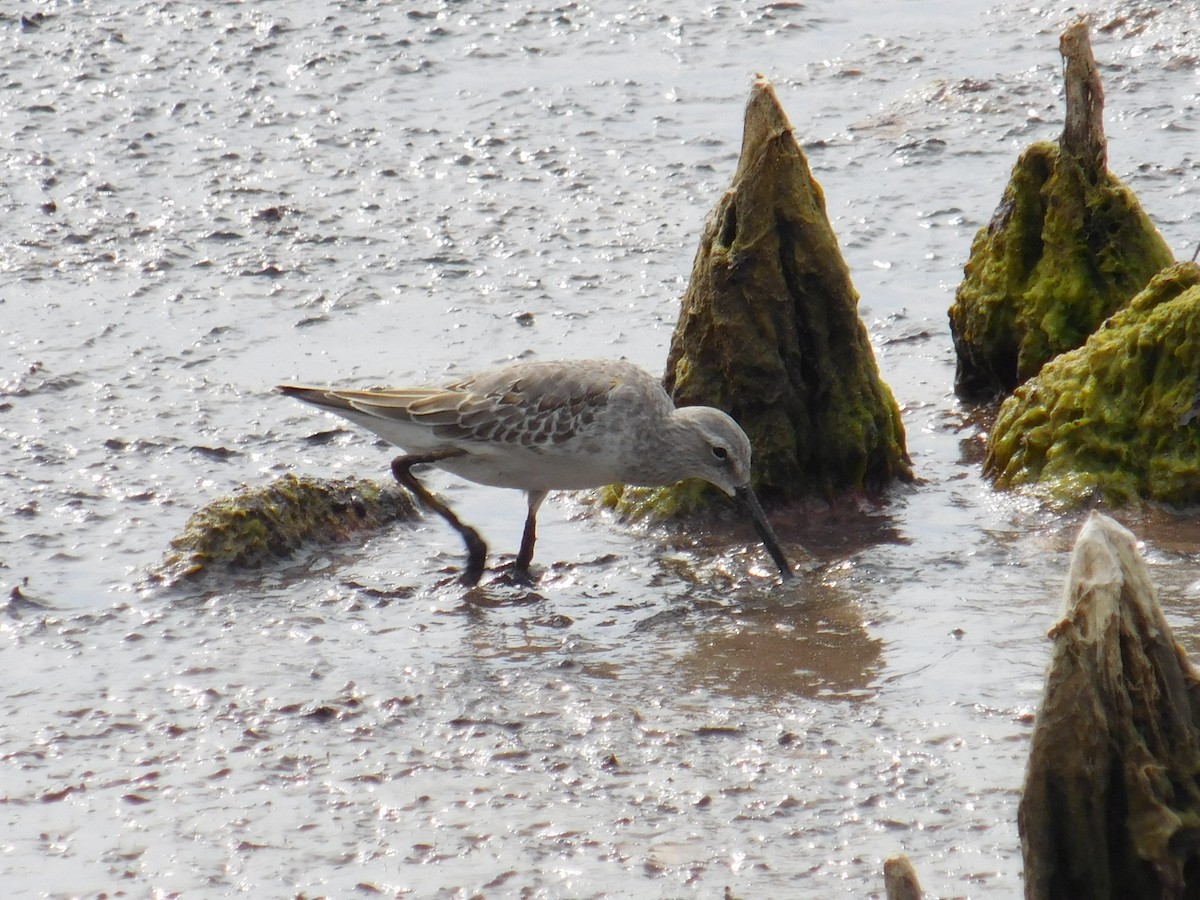 Stilt Sandpiper - ML642702044