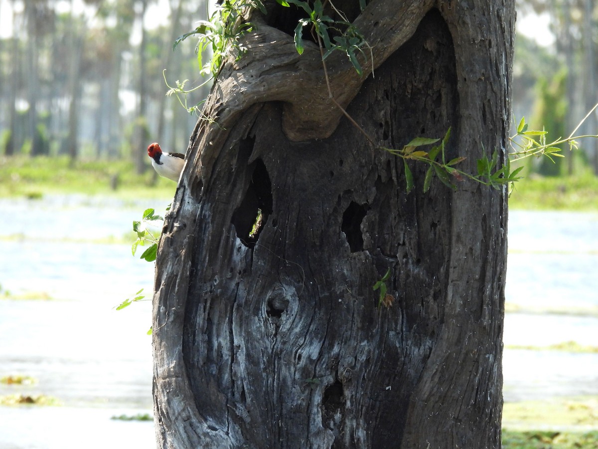 Yellow-billed Cardinal - ML642702045