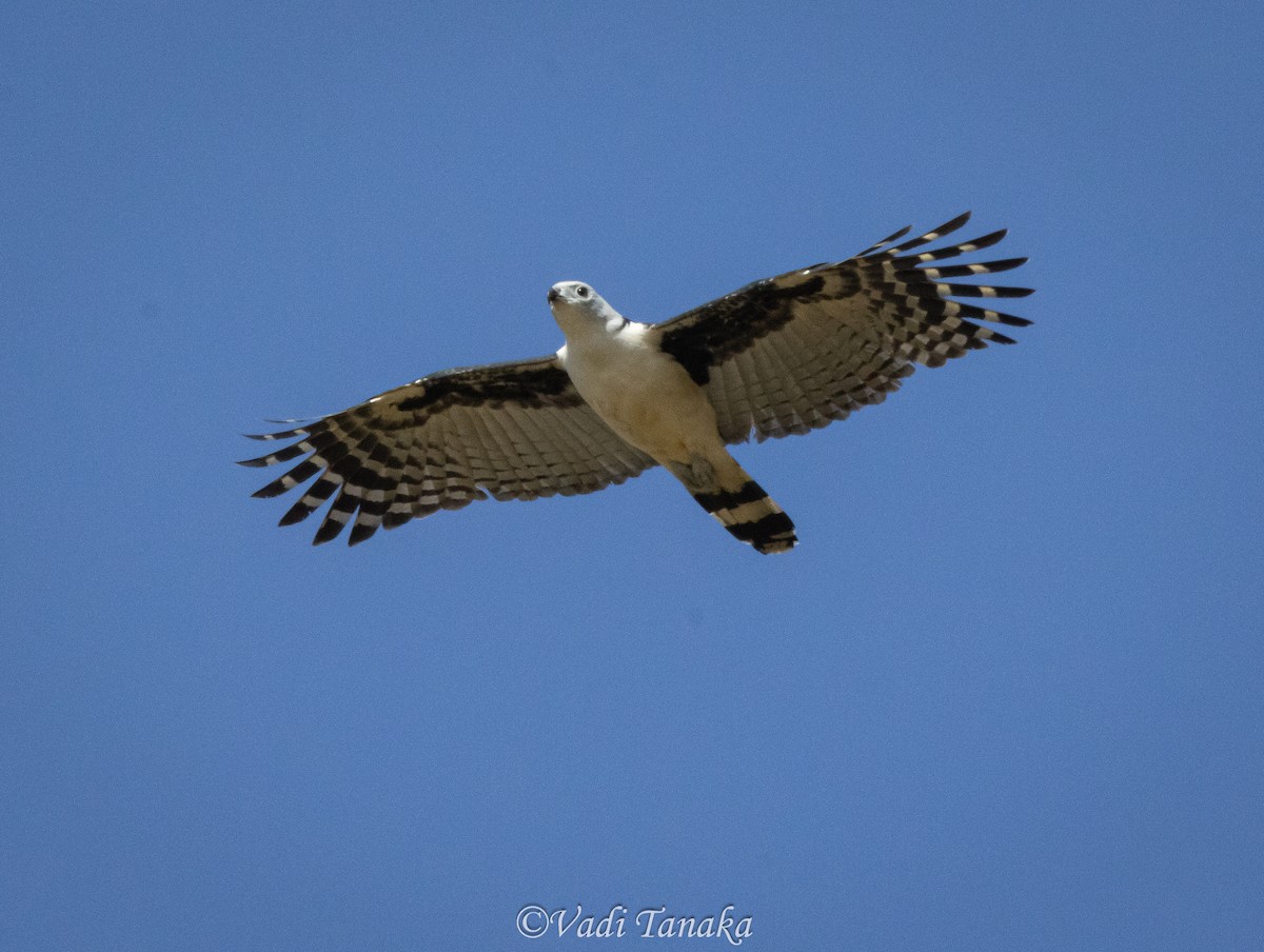 Gray-headed Kite - ML642702073