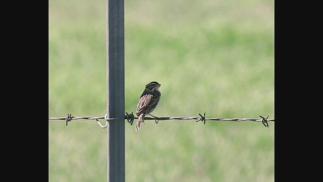 Savannah Sparrow - ML642702074