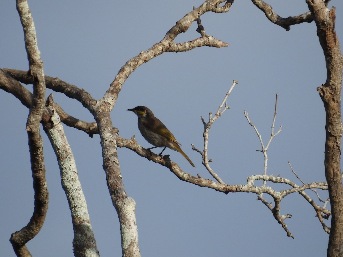 Mangrove Honeyeater - ML642702076