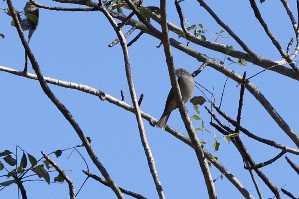 Ashy Flycatcher - ML642702079