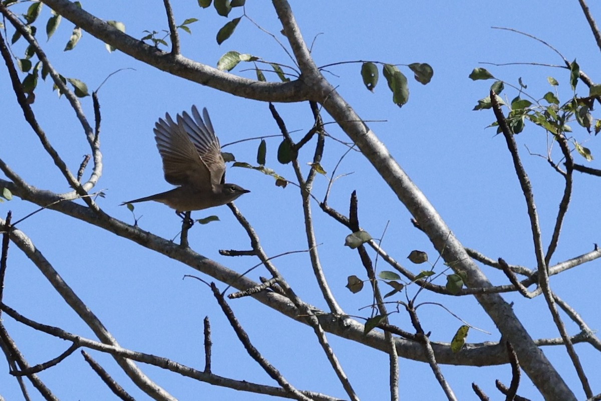 Ashy Flycatcher - ML642702080