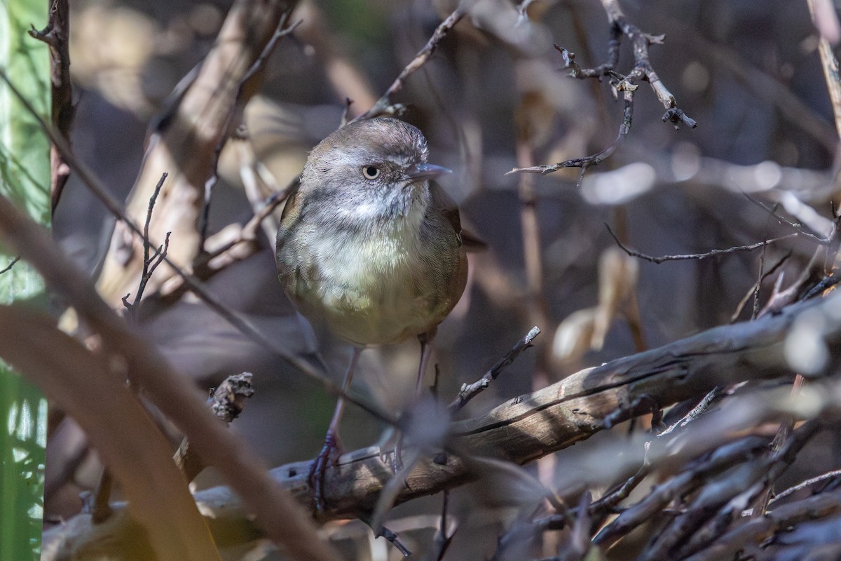 White-browed Scrubwren - ML642702082