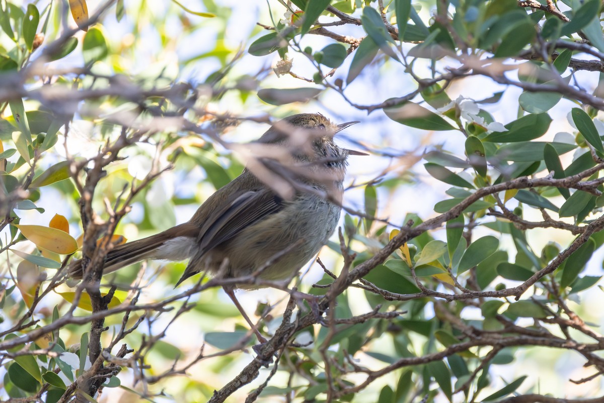 Brown Thornbill - ML642702083