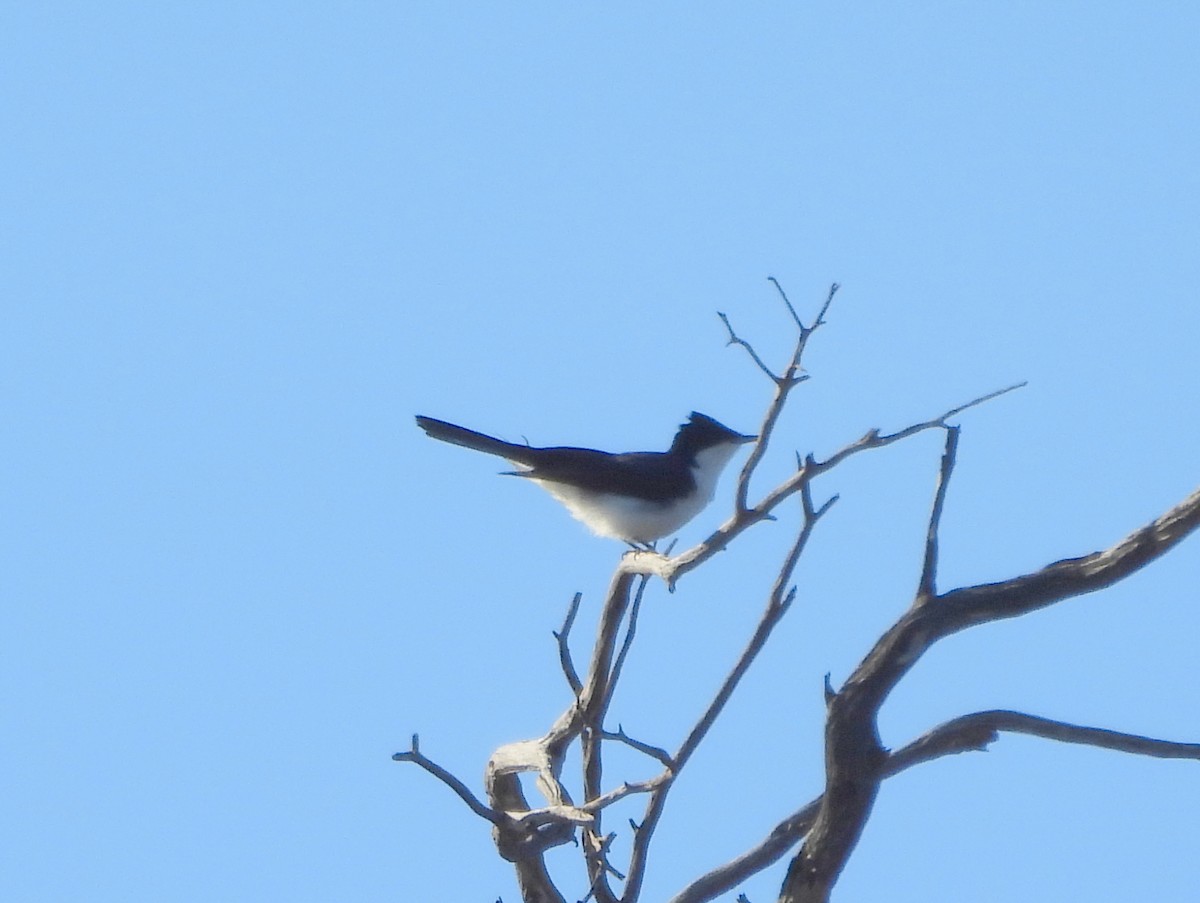 Restless Flycatcher - ML642702084
