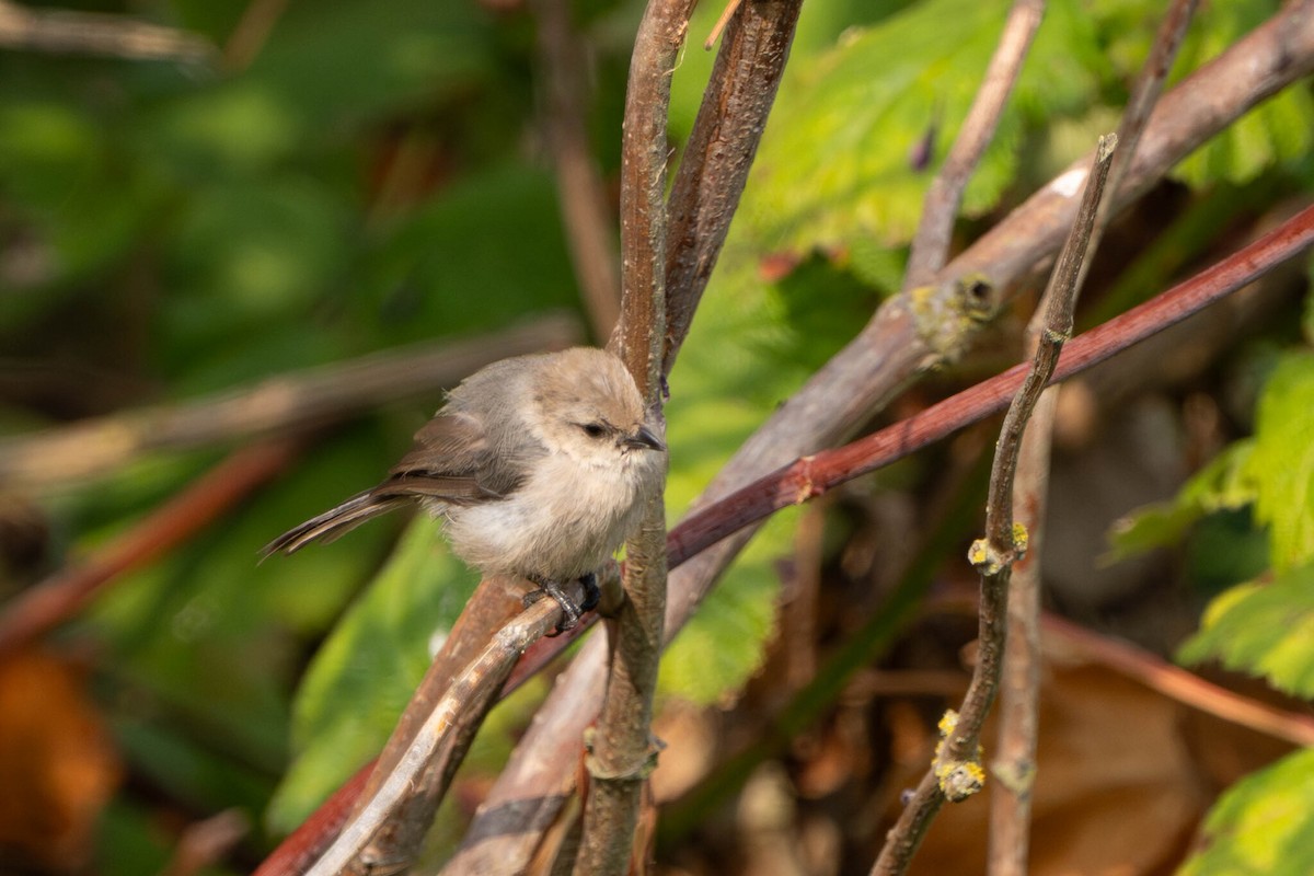 Bushtit - ML642702088