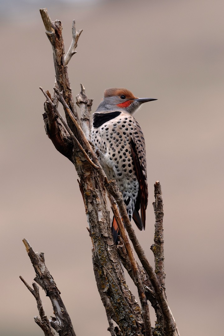 Northern Flicker (Yellow-shafted x Red-shafted) - ML642702099