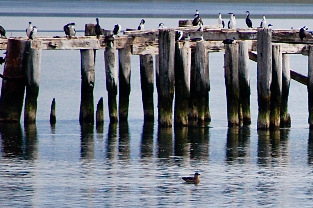 Imperial Cormorant - ML642702105