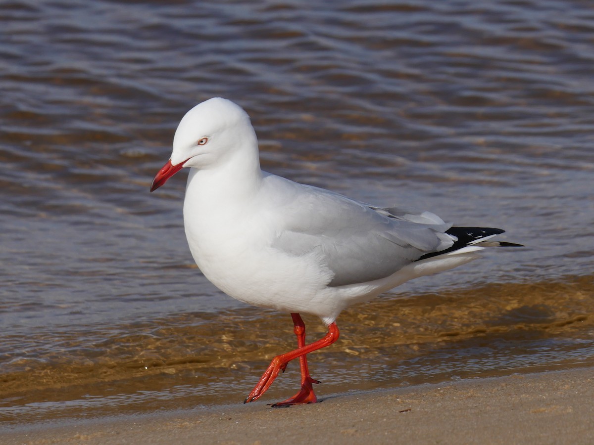 Silver Gull (Silver) - ML64270211
