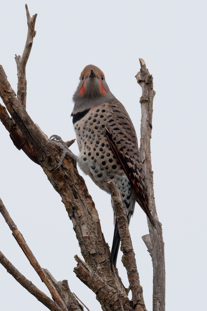 Northern Flicker (Yellow-shafted x Red-shafted) - ML642702112