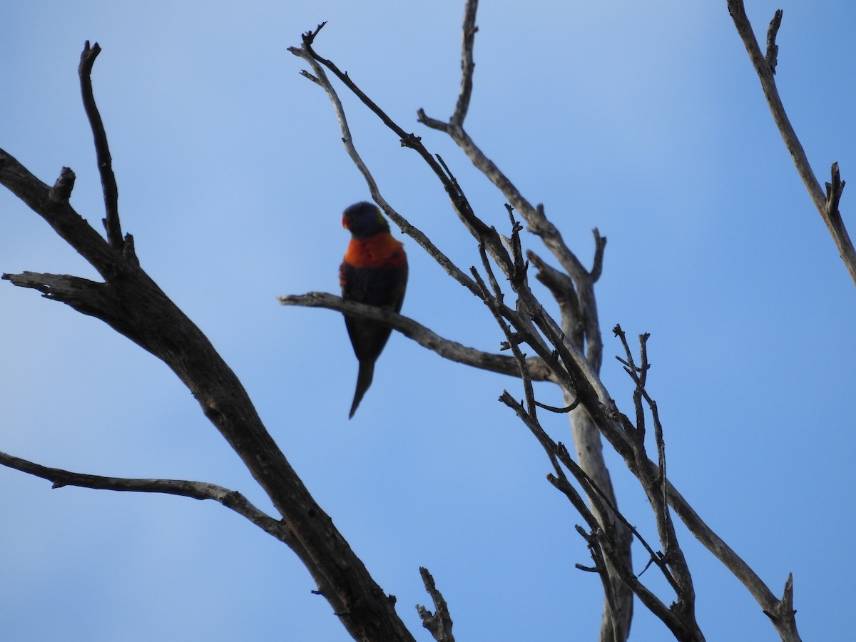 Rainbow Lorikeet - ML642702115