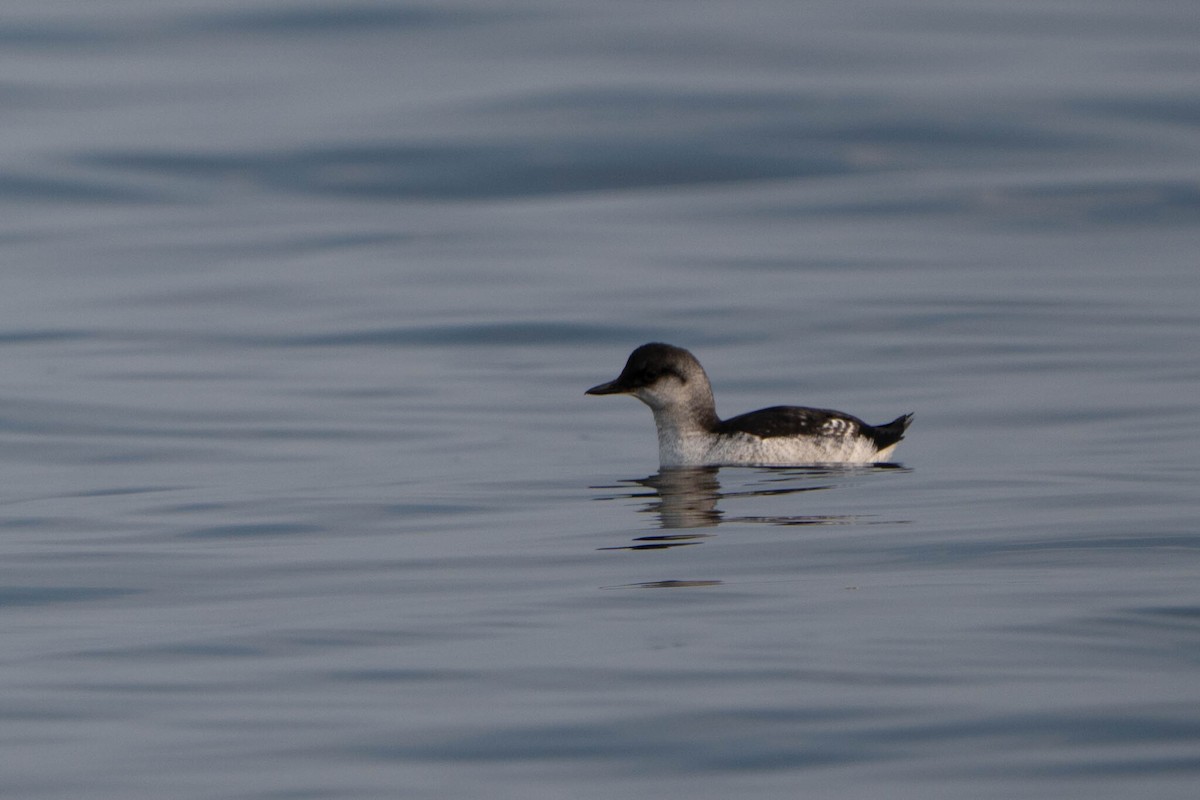 Pigeon Guillemot - ML642702116
