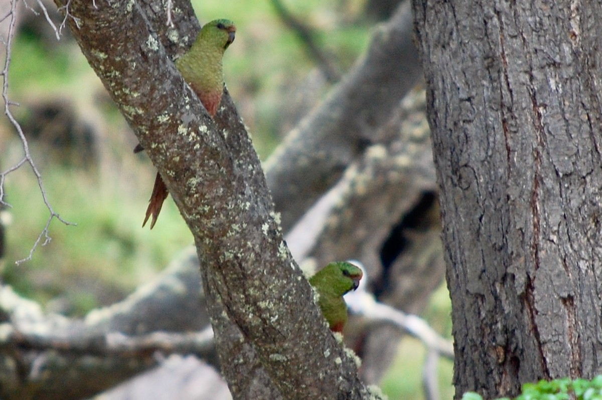 Austral Parakeet - ML642702117