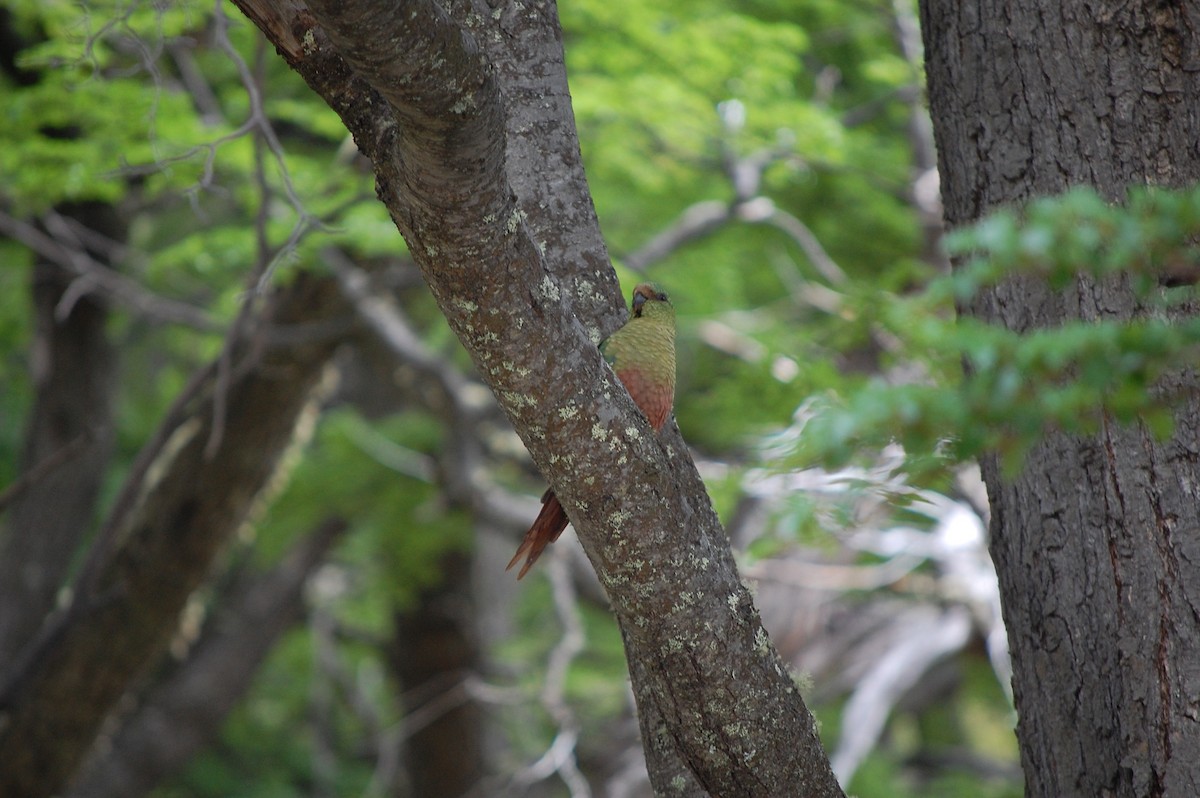 Austral Parakeet - ML642702118