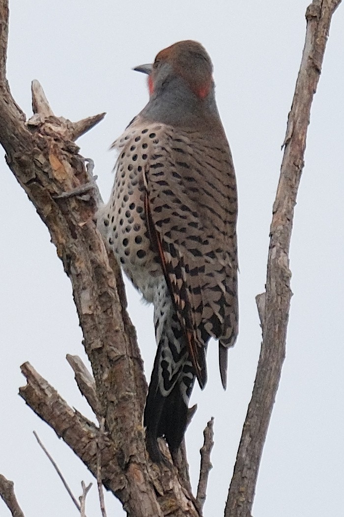 Northern Flicker (Yellow-shafted x Red-shafted) - ML642702119