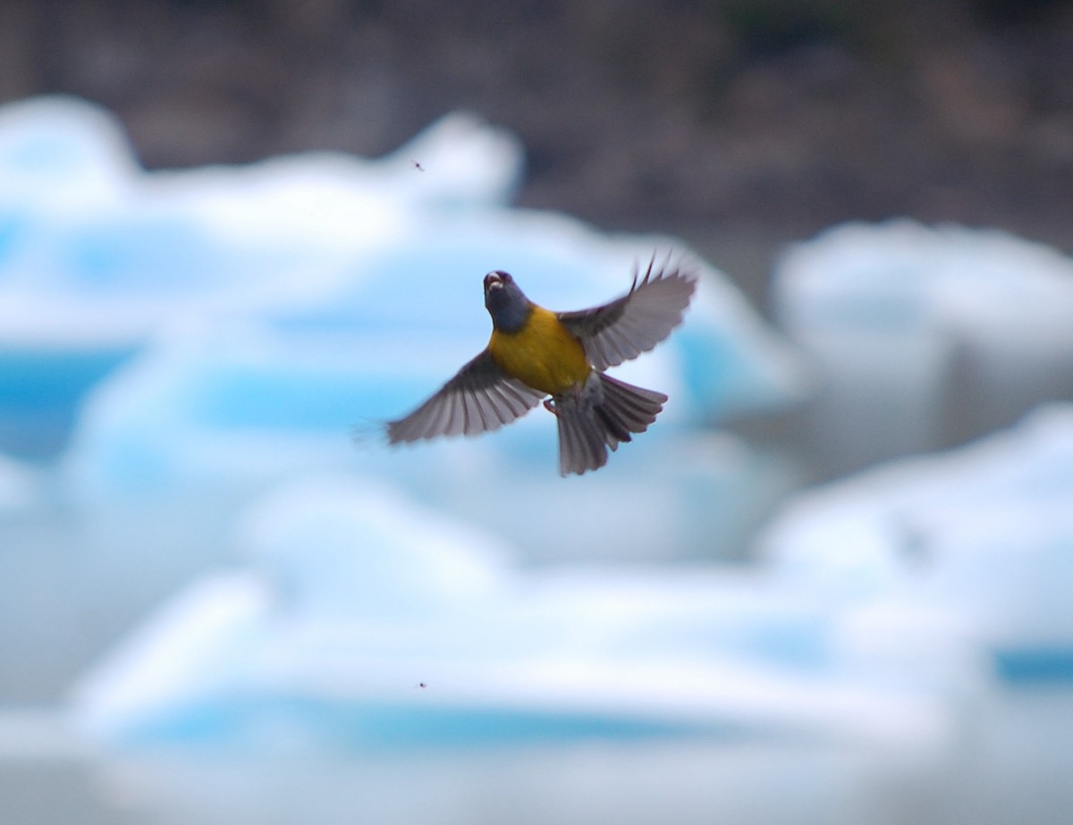 Patagonian Sierra Finch - ML642702122