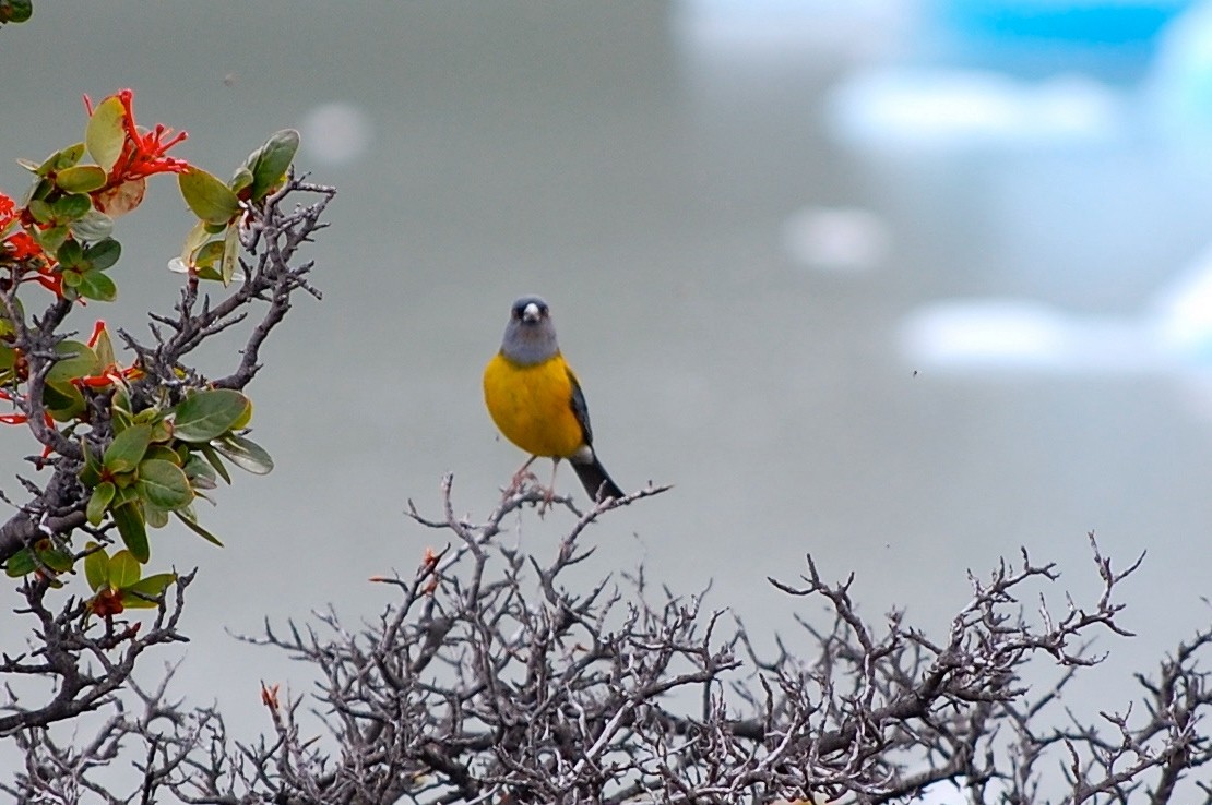 Patagonian Sierra Finch - ML642702123