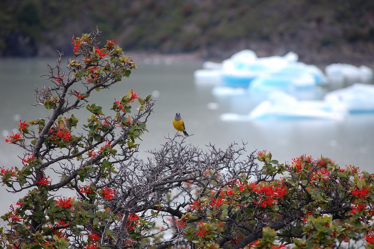 Patagonian Sierra Finch - ML642702124