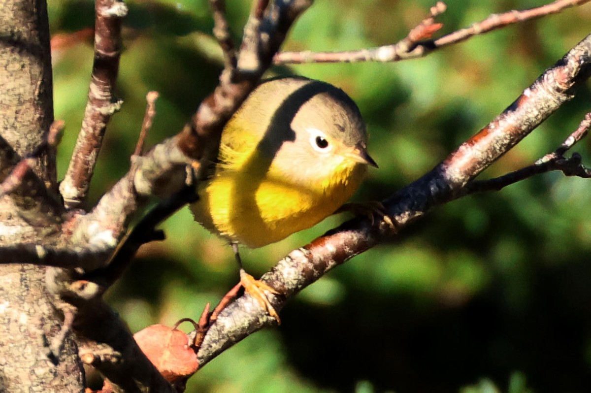 Nashville Warbler - ML642702132