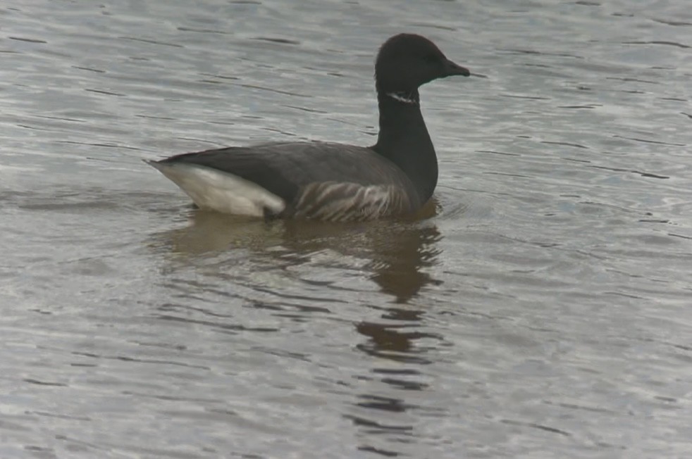 Brant (Dark-bellied) - ML642702133