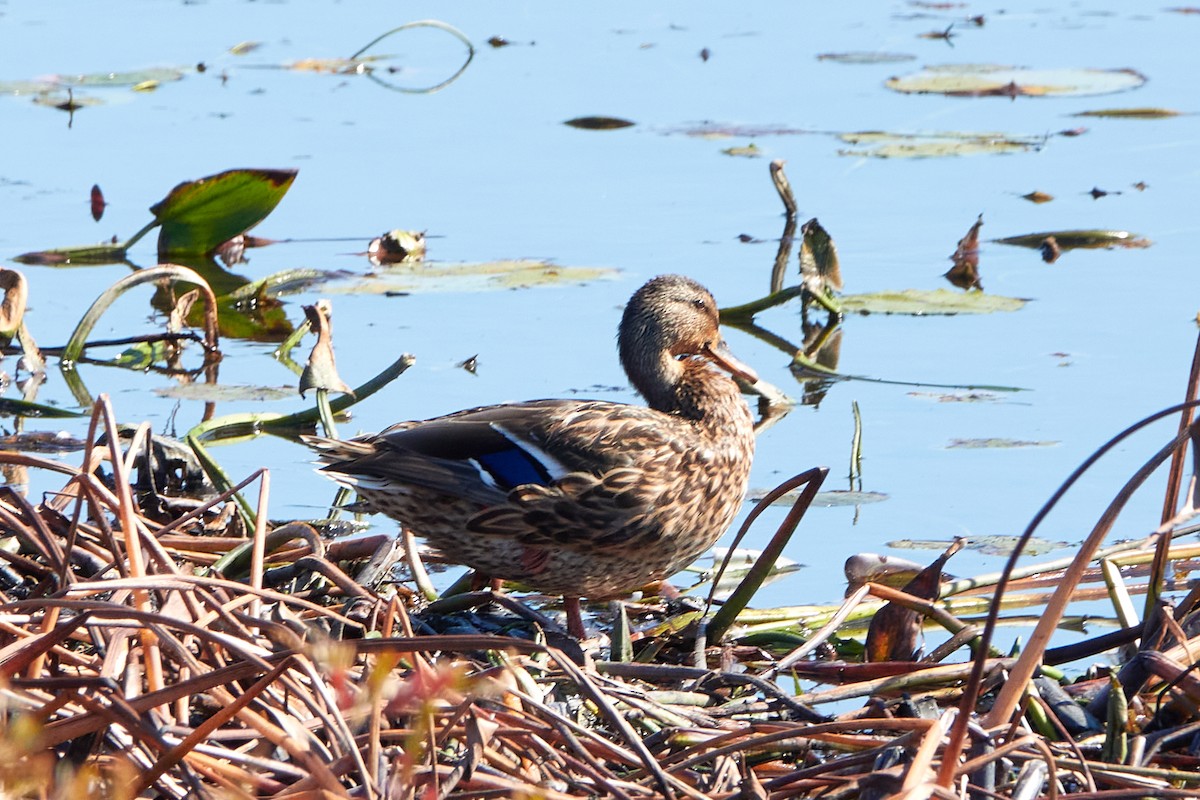 Mallard - ML642702136