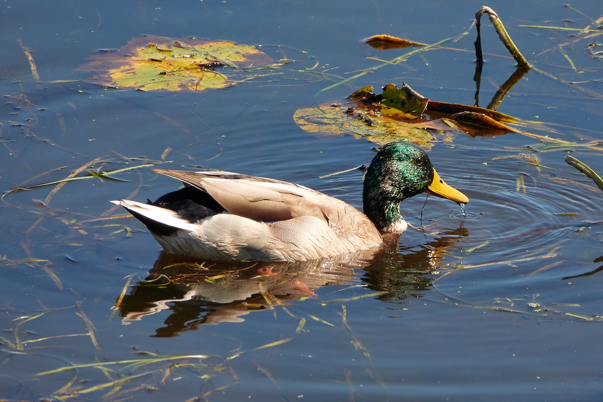 Mallard - ML642702137