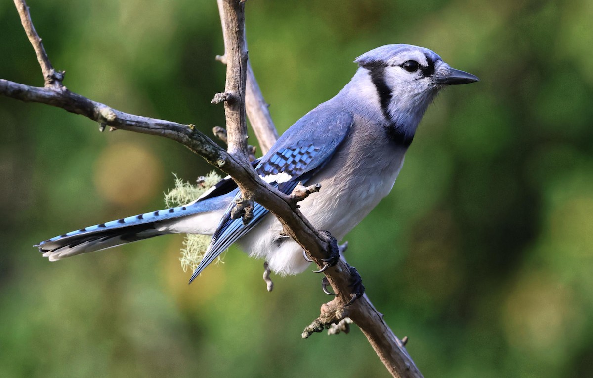 Blue Jay - ML642702138