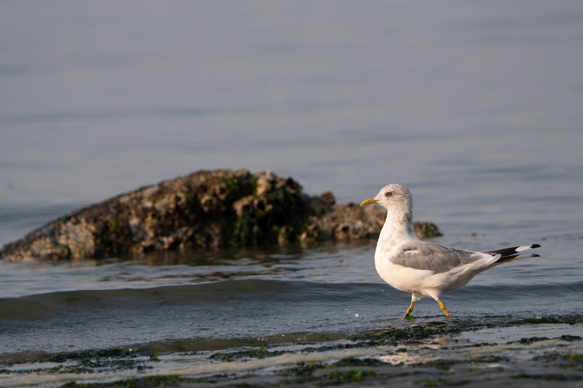 Short-billed Gull - ML642702141