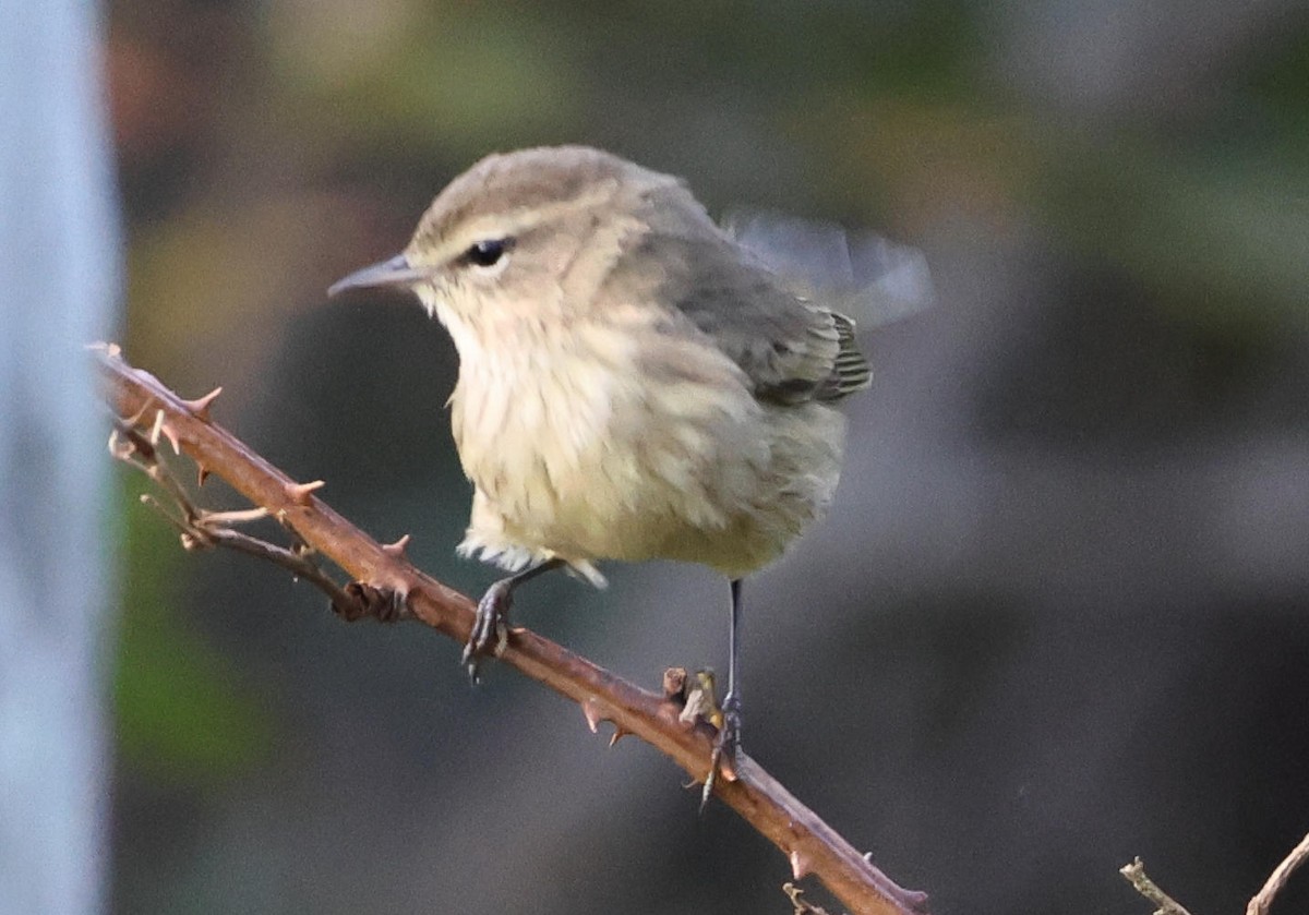 Palm Warbler (Western) - ML642702143