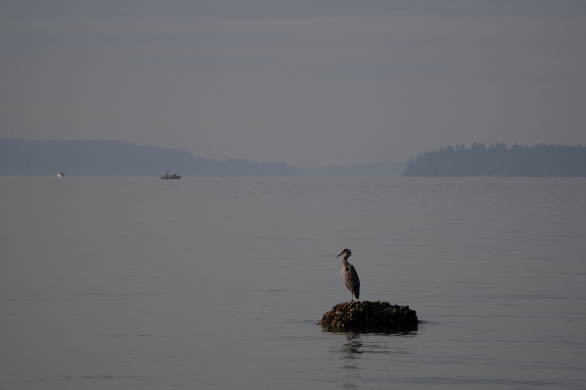 Great Blue Heron - ML642702144