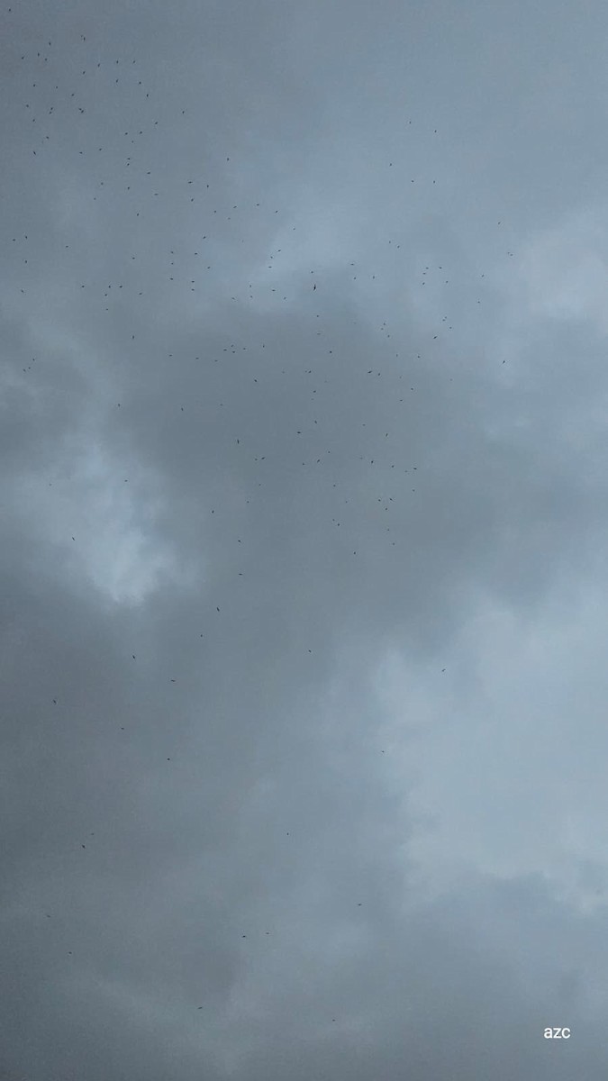 Alpine Swift - ML642702156