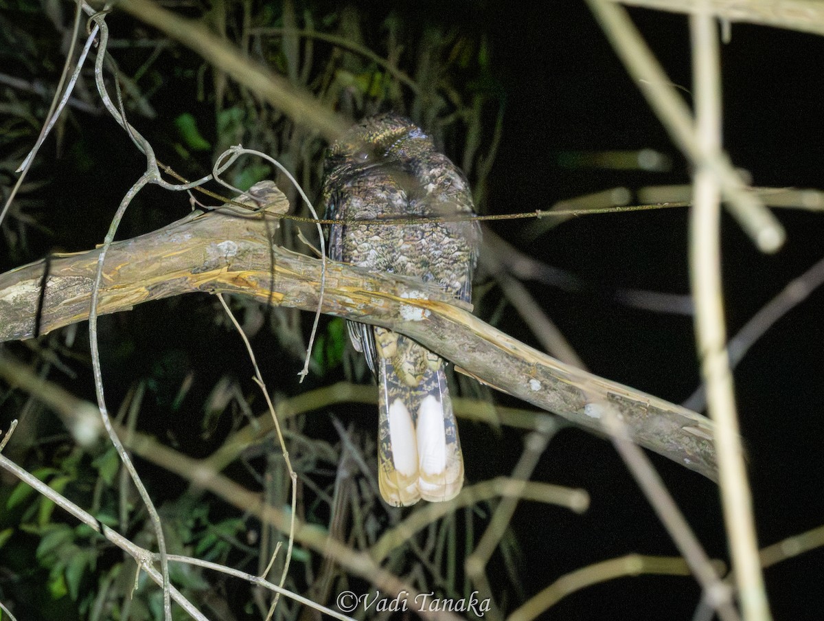 Rufous Nightjar - ML642702167