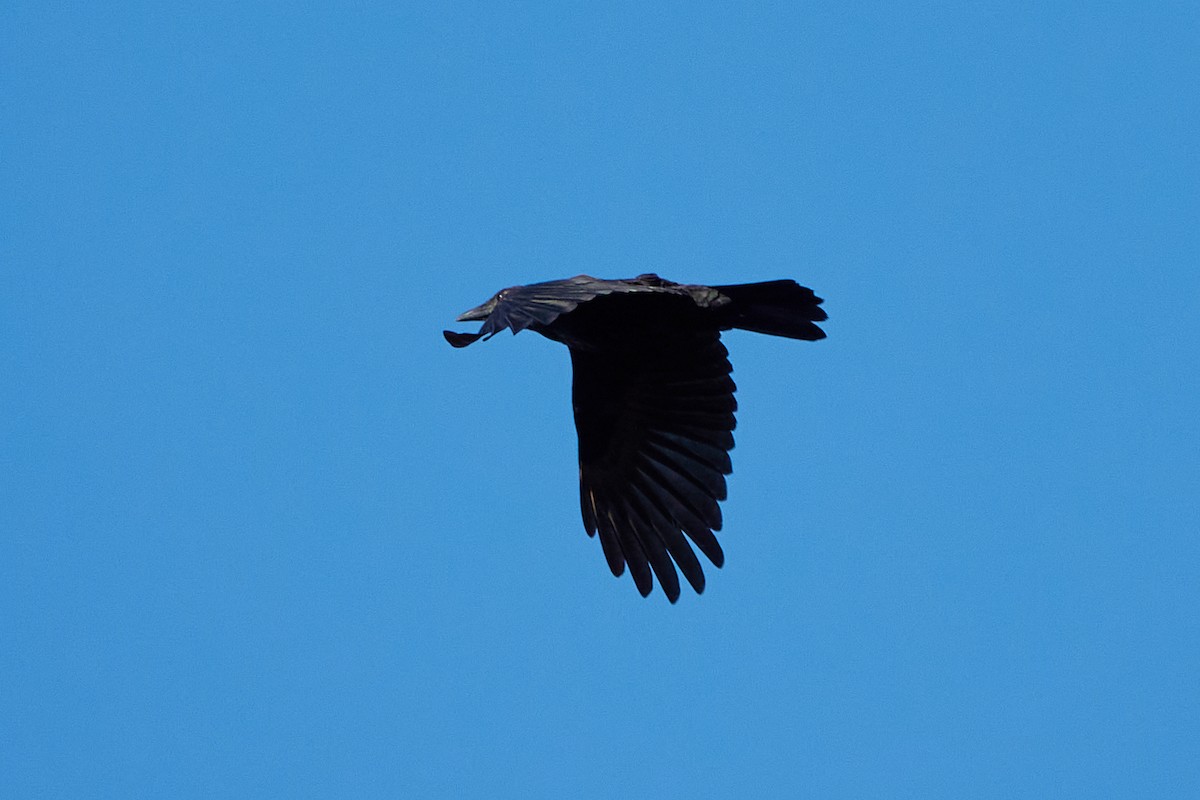 American Crow - ML642702169