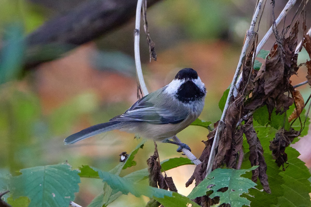 Mésange à tête noire - ML642702174